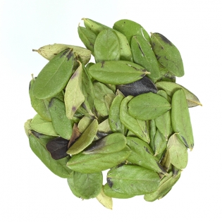 Листья брусники обыкновенной