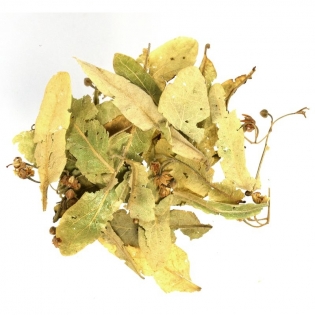 Липа сибирская цвет