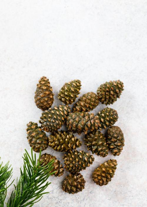 Варенье из сосновых шишек Cedar Immuno, 170 г
