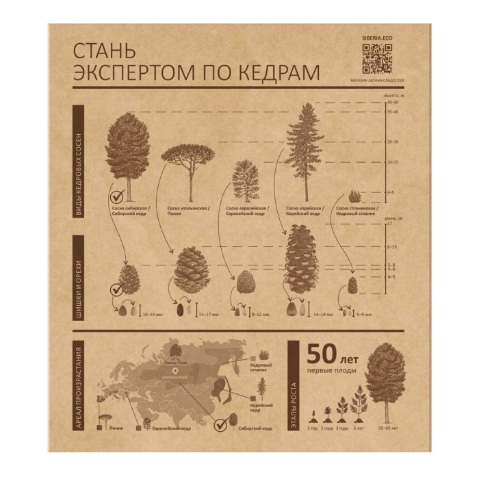 ★ Кедровый грильяж ассорти, 120 г — черника, клюква, облепиха