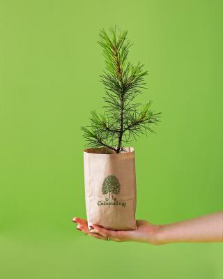 Соцпроект «Посади дерево»